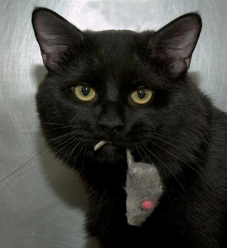 Чёрный кот. Смешной черный кот. Прикольная черная кошка. Черные коты приколы. Позабыты хлопоты остановлен