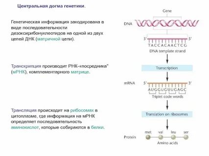 Последовательность реализации наследственной информации