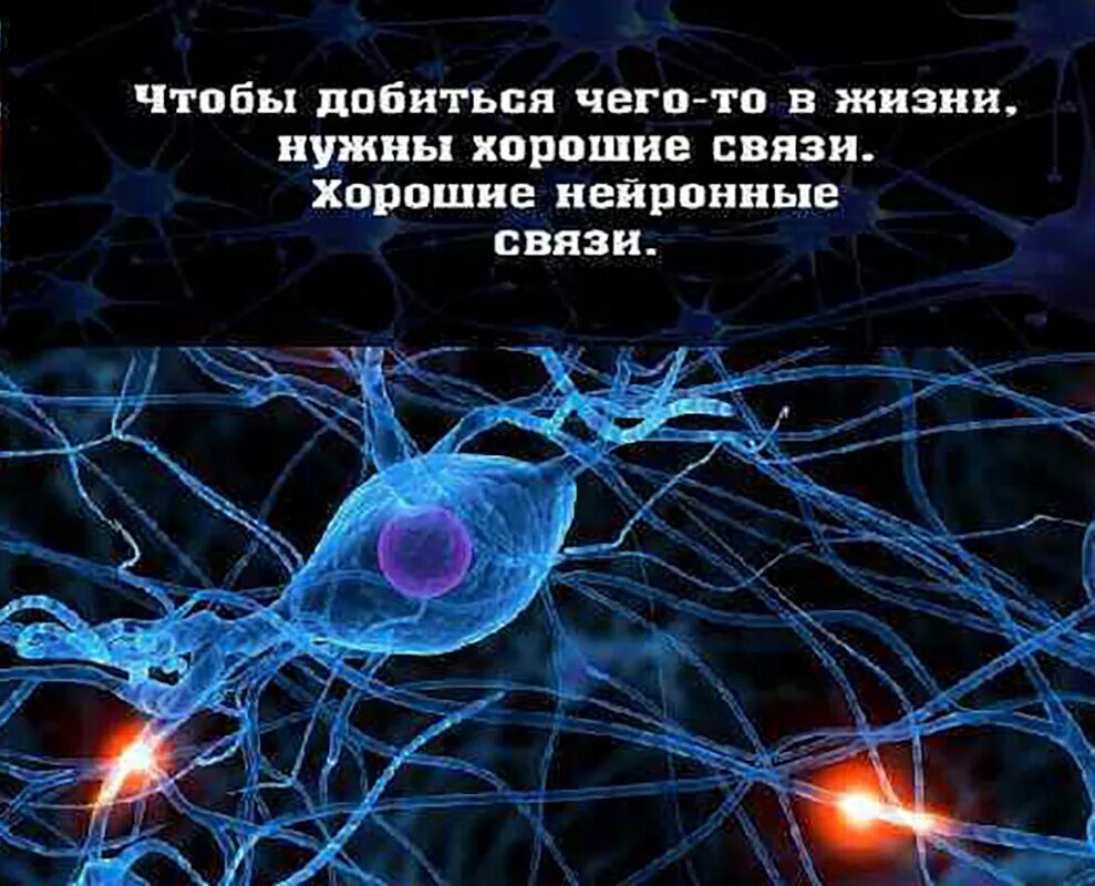 Самые нужные связи. Нейронные связи. Хорошие нейронные связи. Нейронные взаимосвязи. Нейронные связи в мозге.