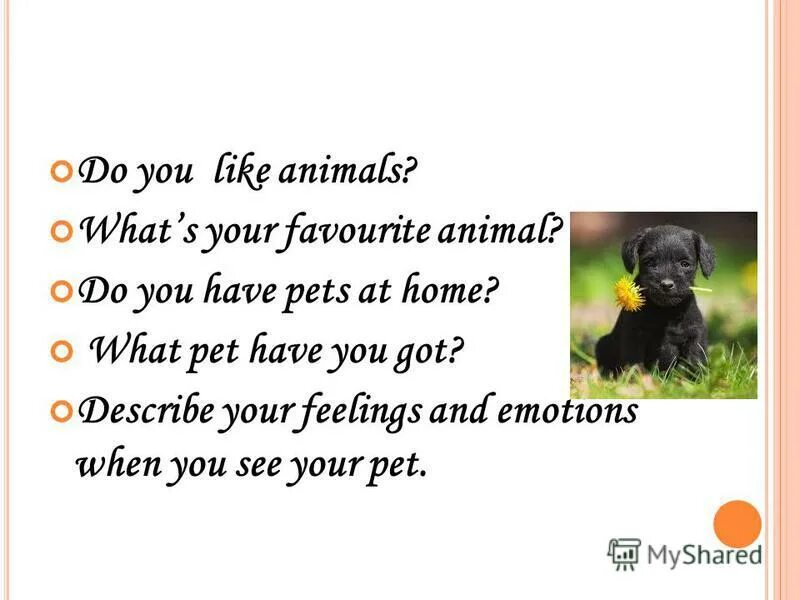 Have you got a pet. What pet have you got перевод. ответ на вопрос what. I have a pet. Does you have a pet.