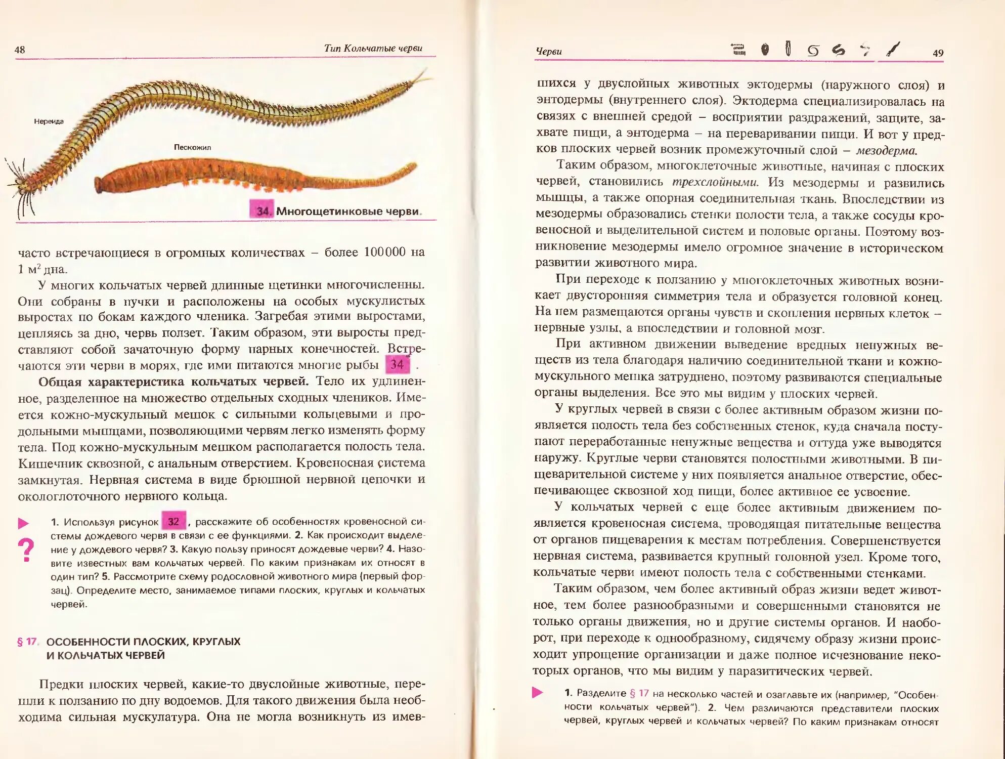 Какая симметрия тела у дождевого червя