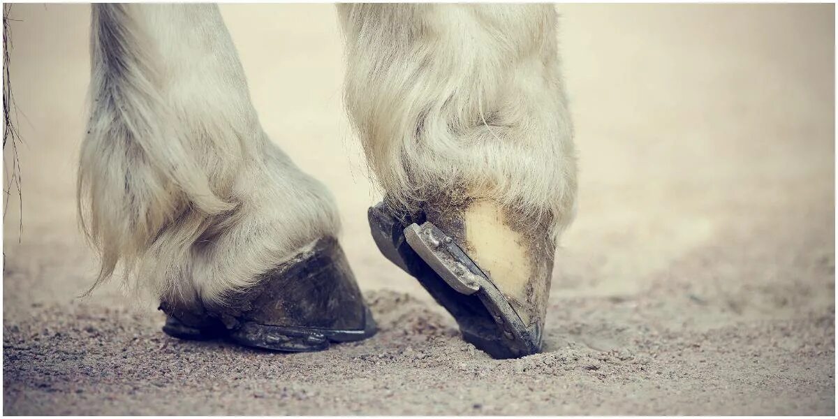 Ponyplay обувь. Horse shoes. Horse shoes. Play horseshoes. Уродливые ботинки.