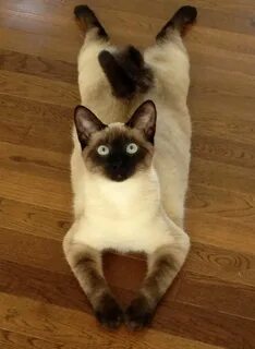 Кот ой ой ой