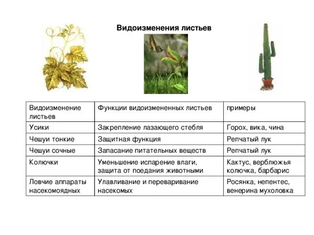 Презентация "Органы цветковых растений"