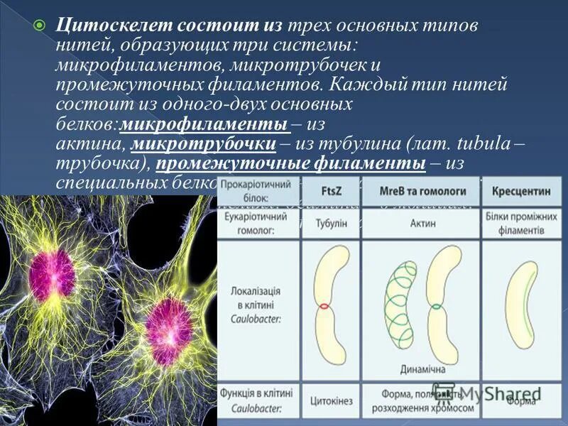 Микрофиламенты жгутиковых. Строение органоида цитоскелета. Органоид цитоскелета клетки. Строение мембраны эритроцита. Цитоскелет состоит из белков.