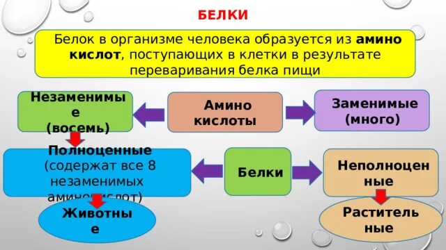 Белки в организме человека образуются из