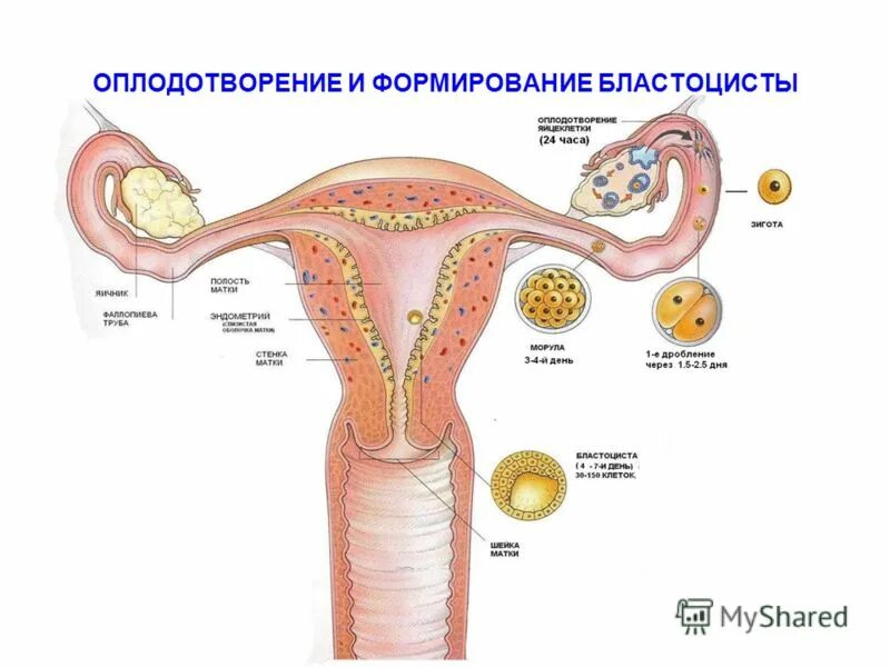 Строение матки и яйцеклетки. Строение матки оплодотворение. Процесс оплодотворения в матке. Оплодотворение яйцеклетки у человека.