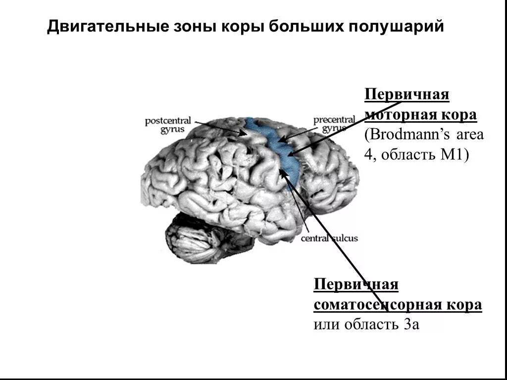 Зоны коры больших полушарий двигательная зона. Двигательные области коры больших полушарий.