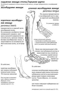 Внутренний край