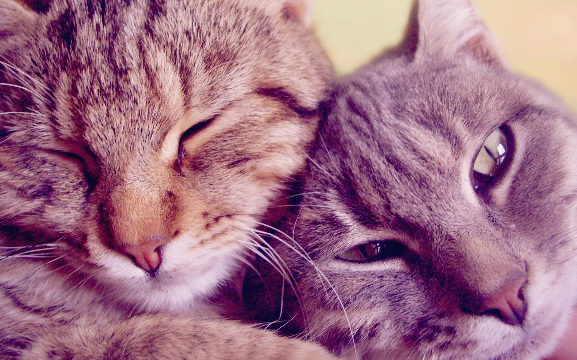 киса и т и. рыжая киса. кошки вместе. киса и т и. кошка с котятами.