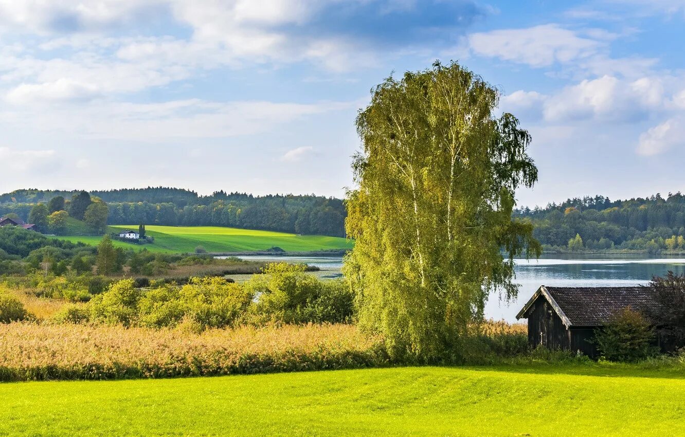 Деревня стройно. Природа лес река деревенский дом березы. домик берёзка озеро деревня. озеро березовое березово. деревня природа березки речка дом.