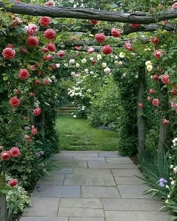Лучшие розы для сада