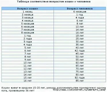 Мерка кошек по годам