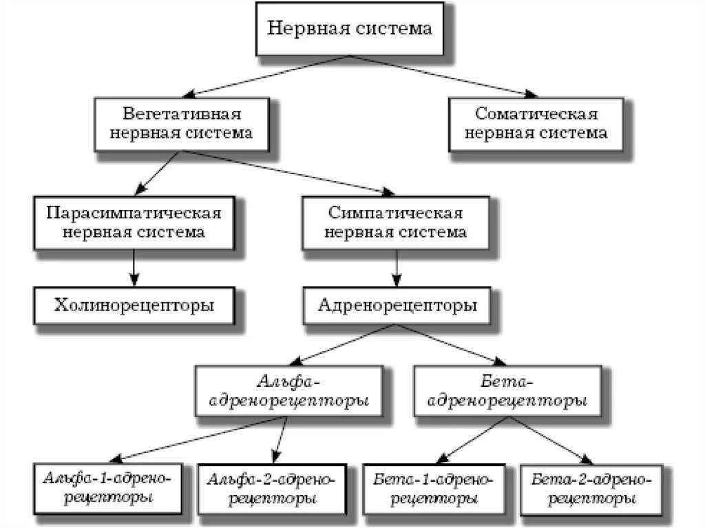 По каким принципам классифицируют отделы нервной. Строение и классификация нервной системы. Схему классификации вегетативной нервной системы. Строение отделов вегетативной нервной системы таблица. Вегетативная нервная система кластер.