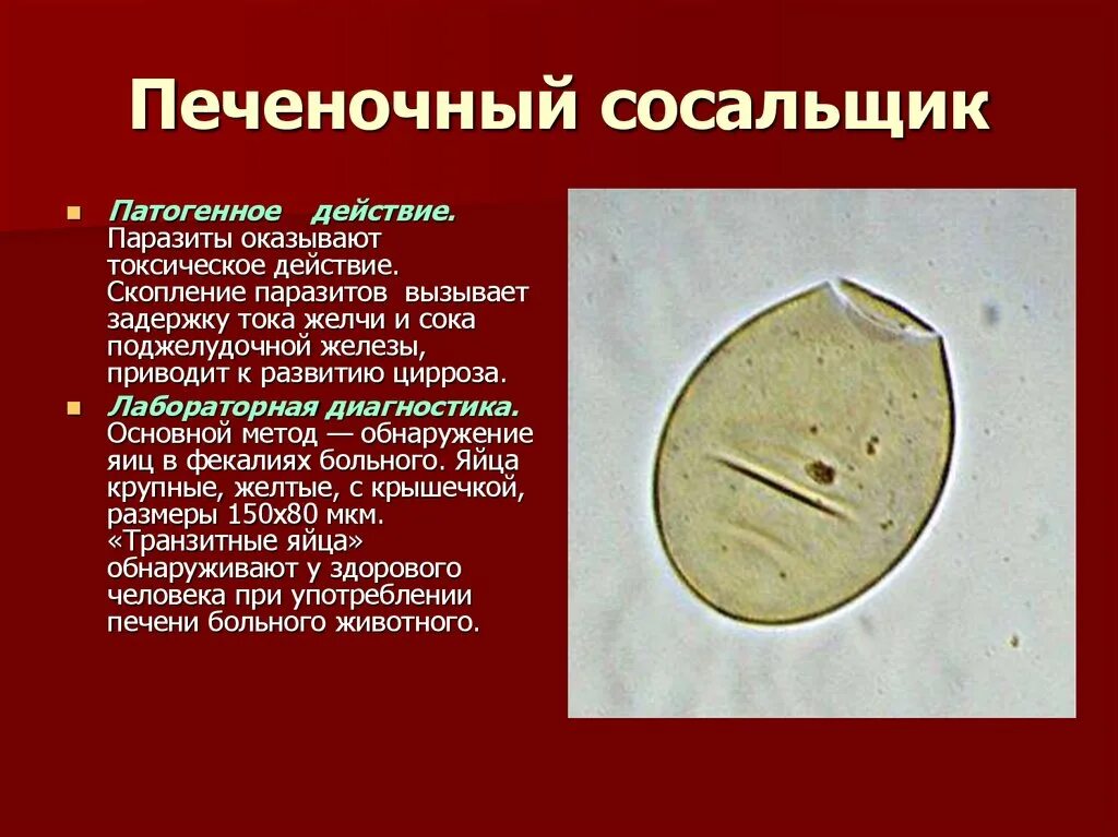 Печеночный сосальщик диагностика. ) 1. Печеночный сосальщик заболевания. Лабораторная диагностика печеночного сосальщика. Яйца ланцетовидного сосальщика рисунок. Диагностическая стадия печеночного сосальщика.