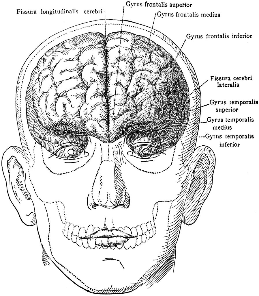 Brain face. Мозг спереди. Мозг спереди рисунок. Мозг анфас.