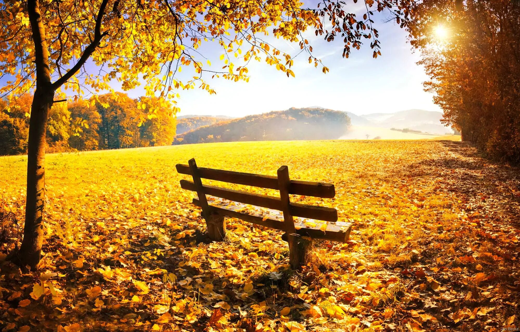 Росток природа. Экология. Спасение окружающей среды. Herbst. Sunny day tree.