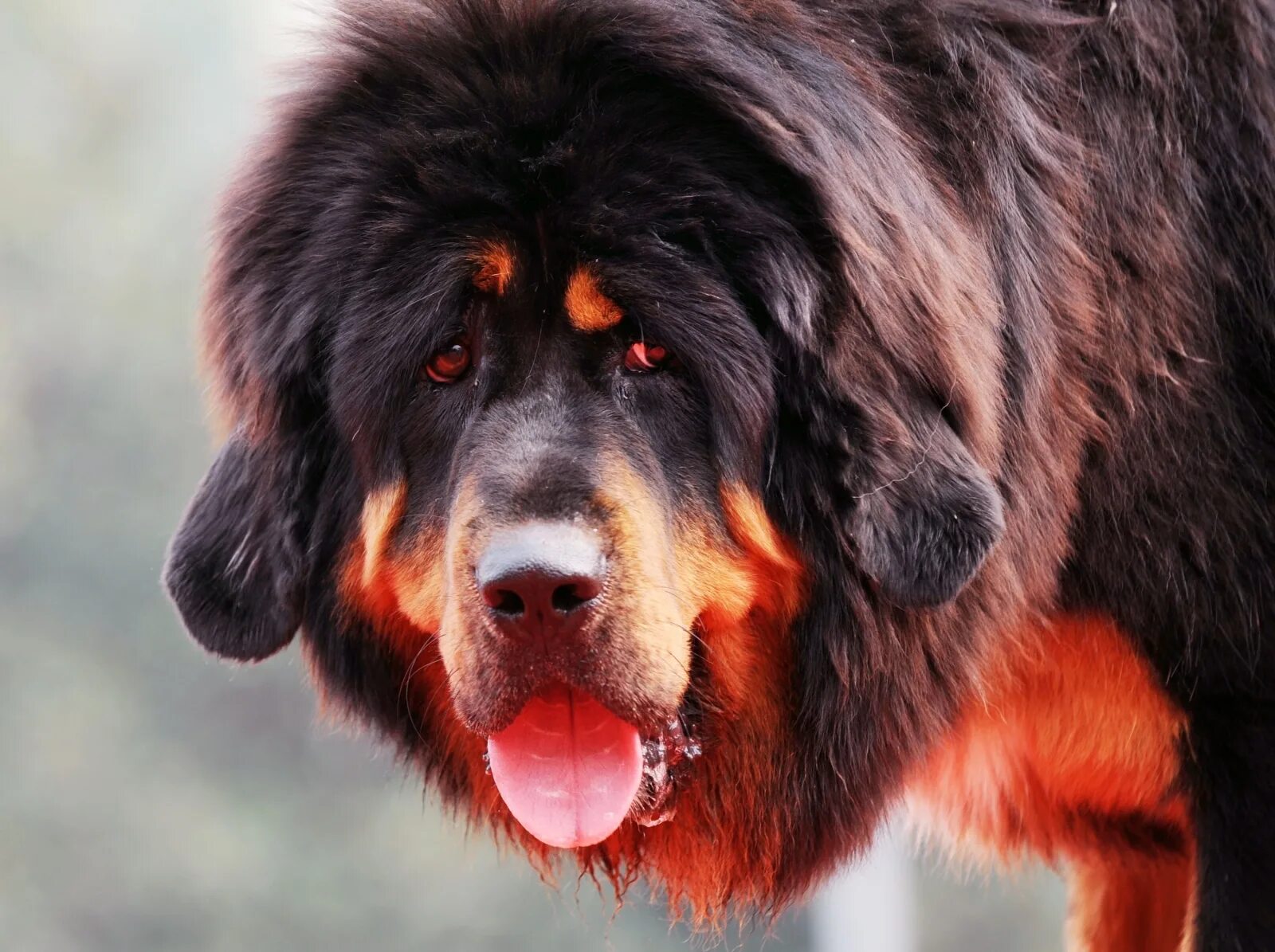 Самая большая собака название. Тибетский мастиф. Тибетский мастиф Хонг Донг. Мастиф тибетский мастиф. Королевский тибетский мастиф.