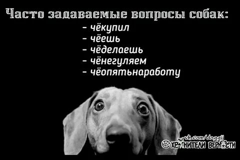 Щенок вопросы