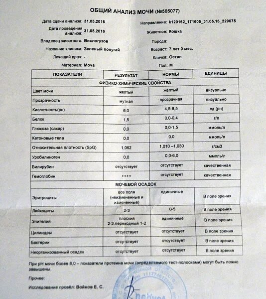 Гломерулонефрит ОАМ. Острый гломерулонефрит показатели ОАМ. Острый гломерулонефрит показатели мочи. Гломерулонефрит показатели ОАМ. Пиелонефрит общий анализ