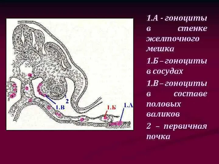Желточный мешок гистология. Гоноциты. стенка желточного мешка. орган равновесия гистология. гоноциты гистология.
