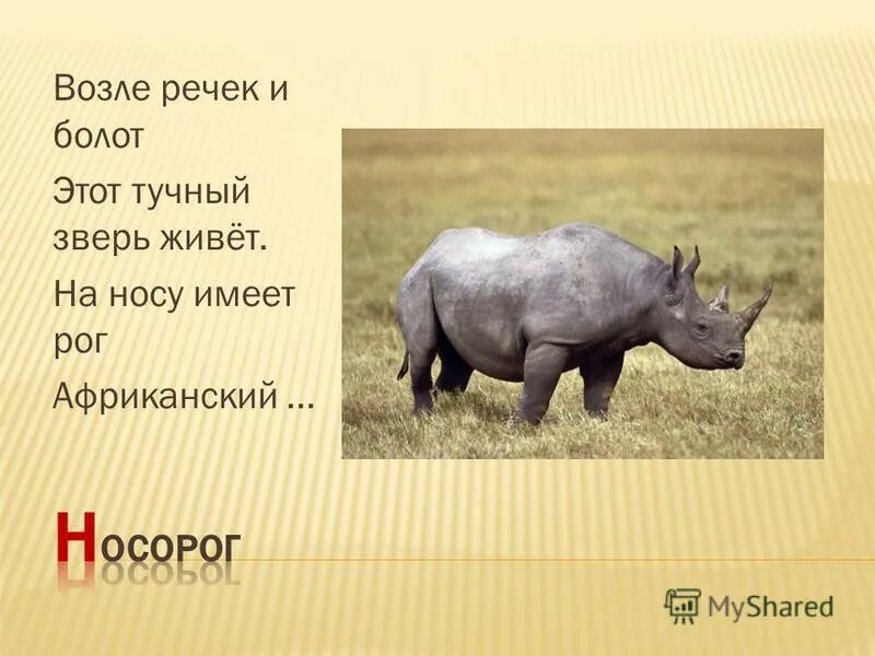 Загадка про носорога. Загадка про носорога для детей. Загадки про животных носорог. Детские загадки про носорога. Носорог кроссворд