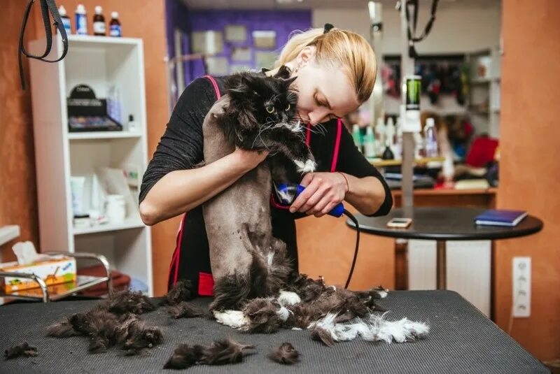 Стрижем кошку дома. Парикмахерская для кошек. Кошачий парикмахер. Кошка в парикмахерской. Кошачий парик.