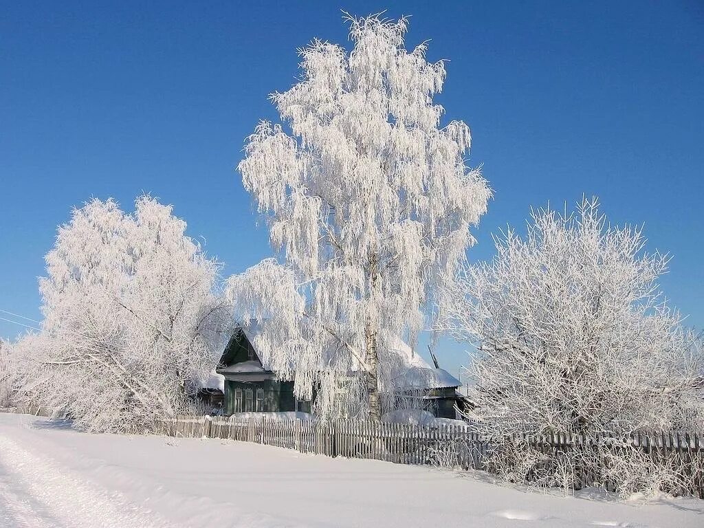Едва сойдет снег как на деревьях. Береза зима Есенин. Береза зимой. Белая береза. Снег и лед в природе.
