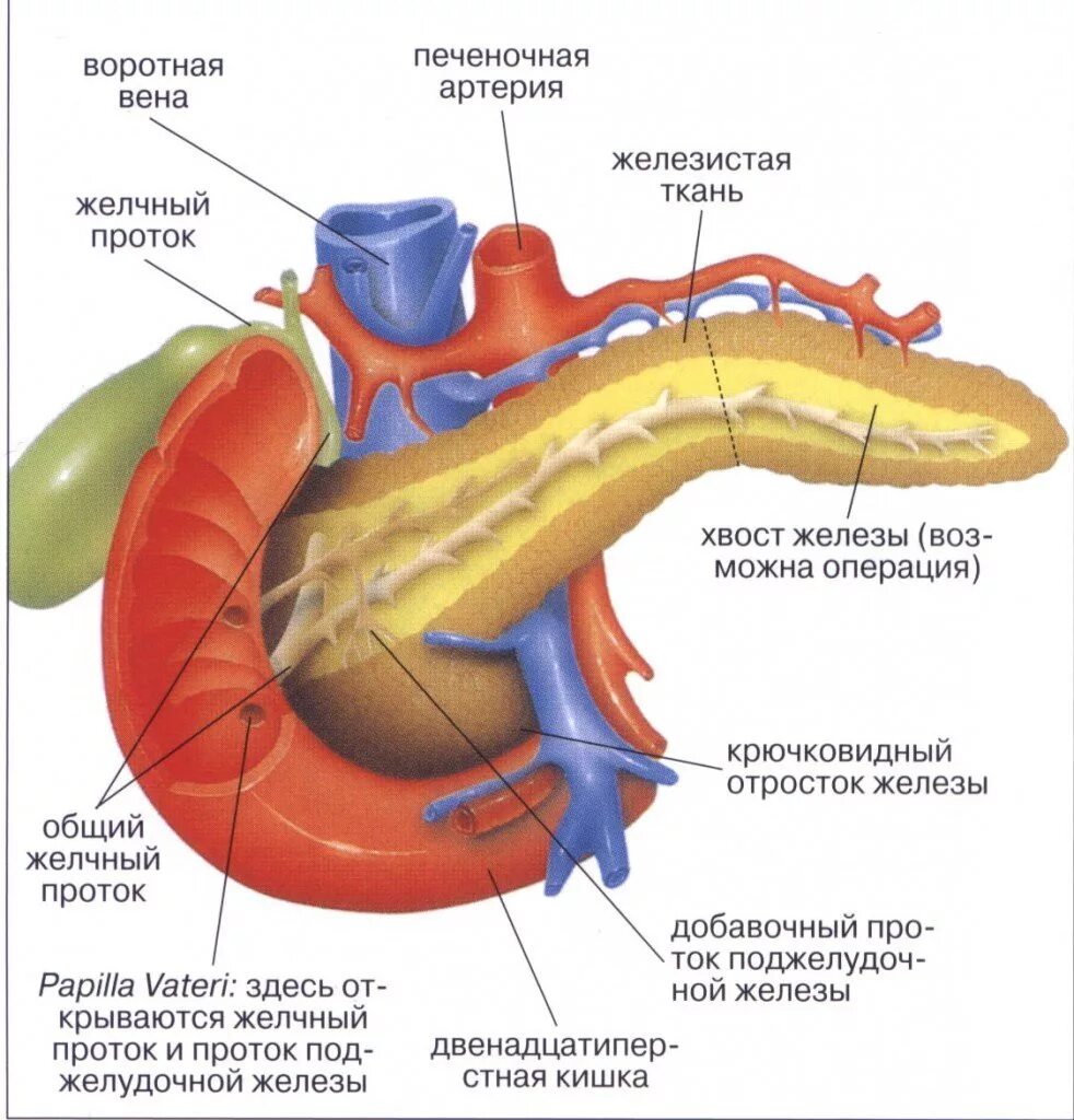 Каково внутреннее строение поджелудочной железы. Анатомия поджелудочной железы схема. Строение поджелудочной железы анатомия. Поджелудочная железа Неттер. Клиническая анатомия поджелудочной железы.