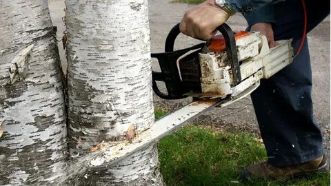 Штраф за срубленное дерево