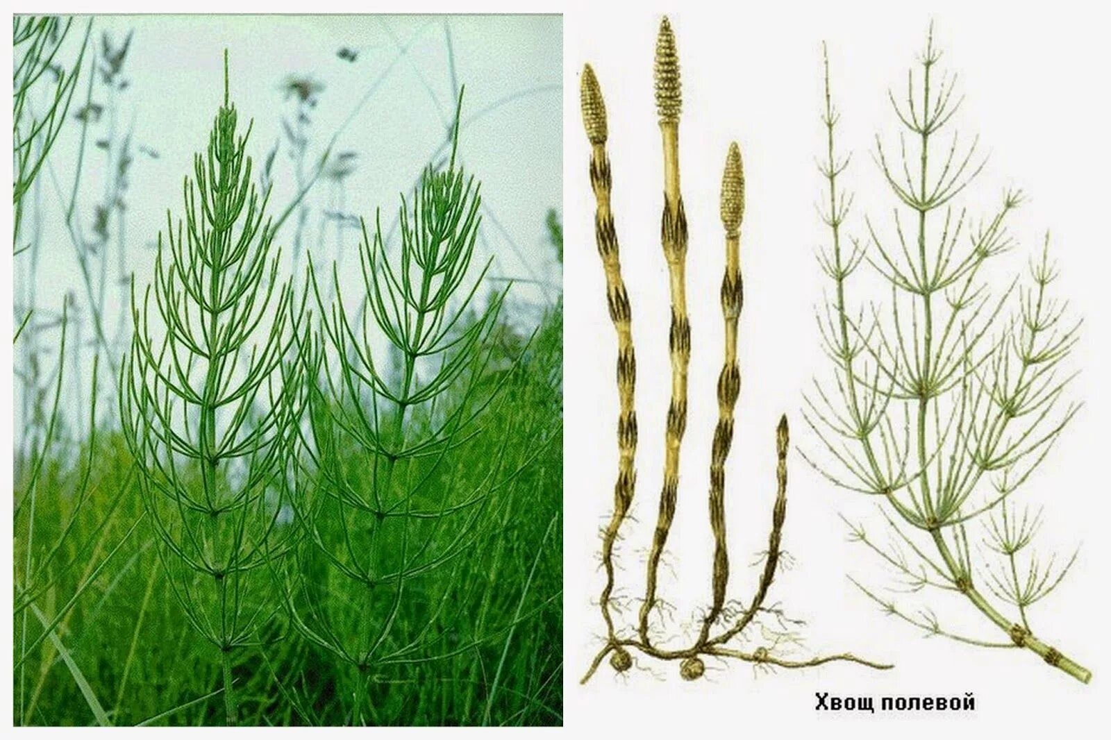 Хвощ полевой (Equisetum arvense). Хвощ полевой Equisetum arvense l.. Хвошполувой. Хвощ полевой ГФ. Хвощ полевой группа организмов