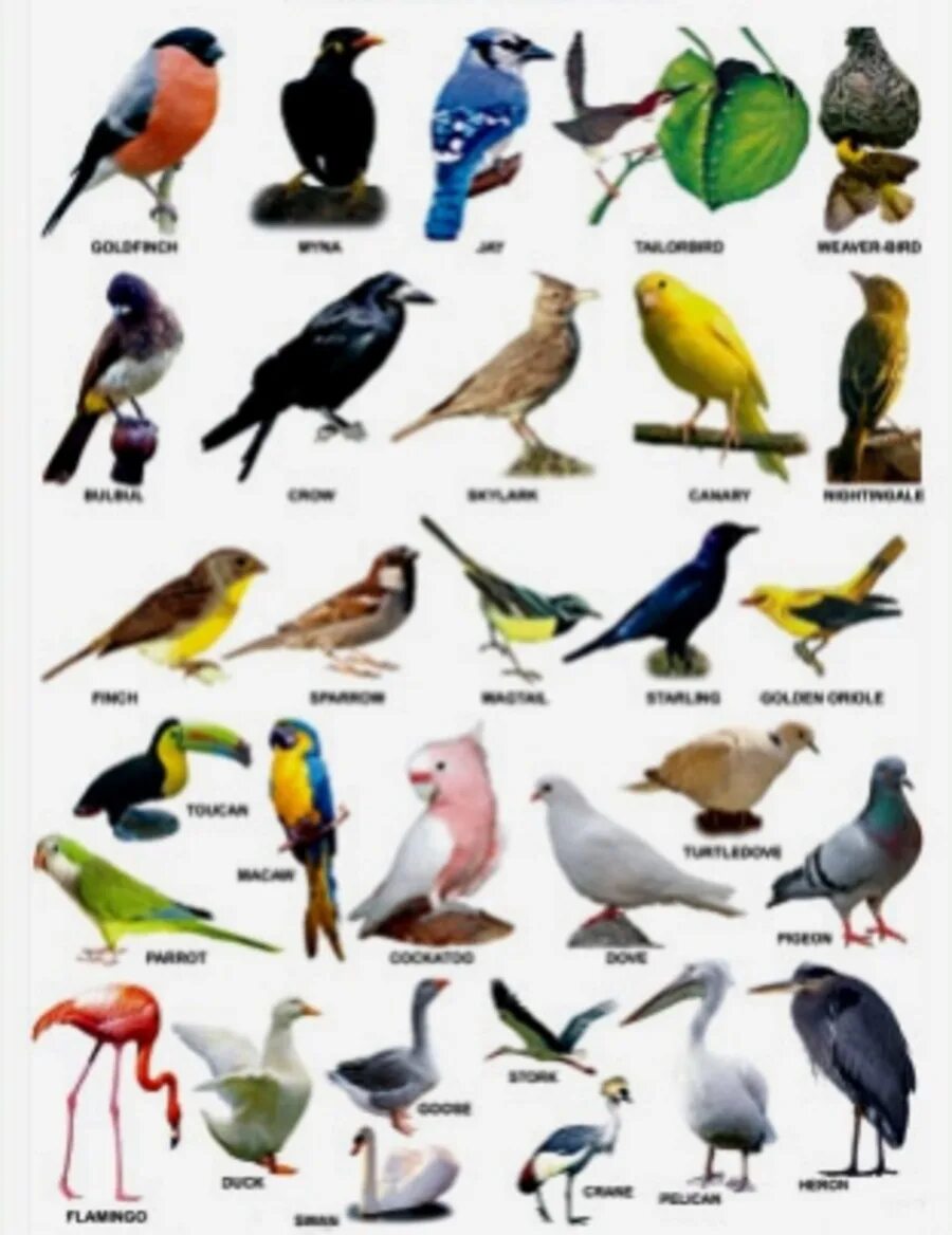 Birds mp3. Birds with names. Имена птиц. Birds name in Hindi. Names of Birds in English.