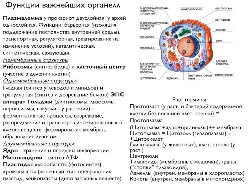 Клетка прокариот функции. Плазмалемма прокариот. Прокариоты функции. Название органеллы образующей внутреннюю среду клетки. Плазмалемма прокариот функции.