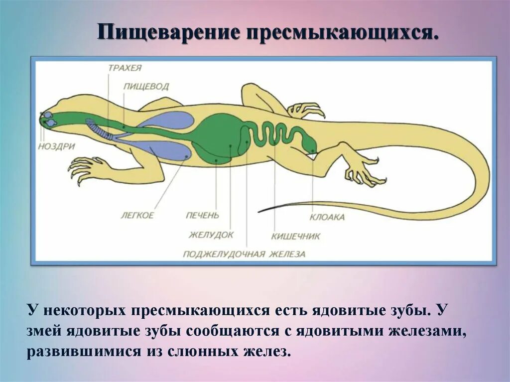 Роговой покров ящерицы. Пищеварительная система пресмыкающихся схема. Пищеварительная система рептилий схема. Строение пищеварительной системы пресмыкающихся. Рептилия.