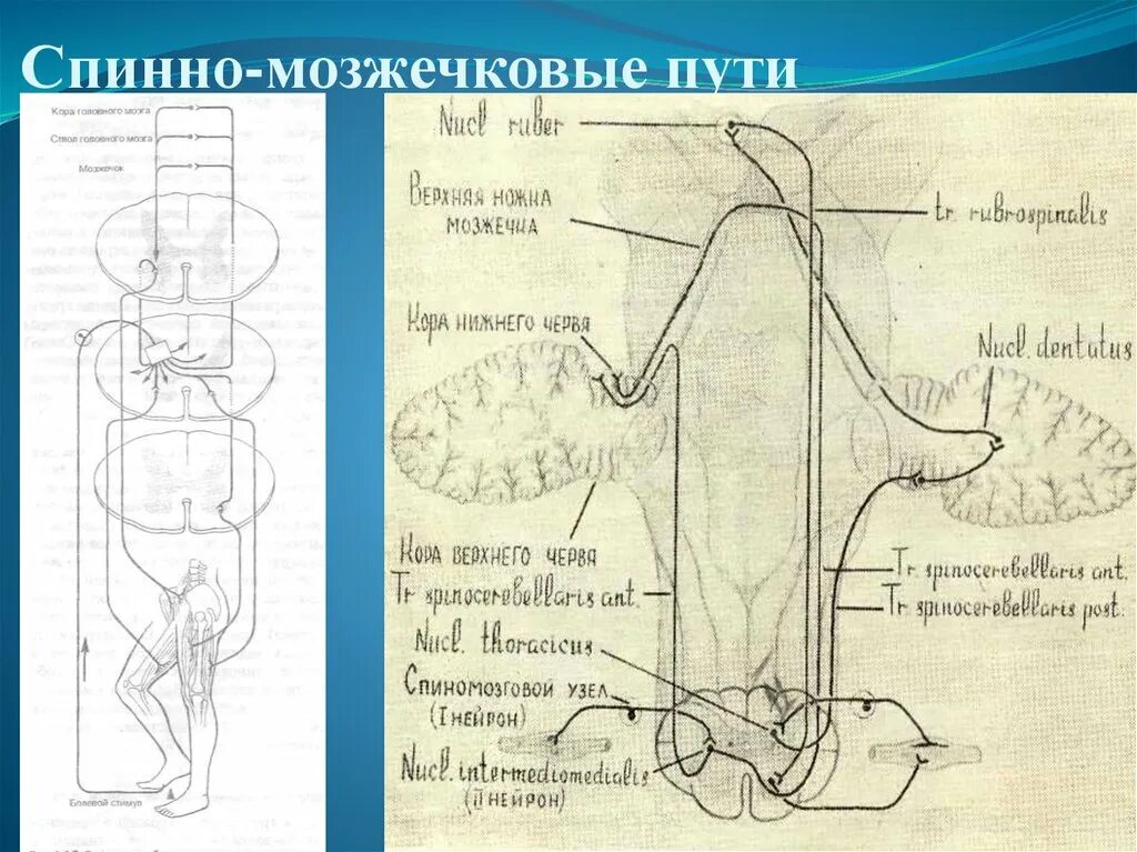 Спинно мозжечковые пути. Передний спинно-мозжечковый путь Говерса. Путь Флексига и Говерса схема. Передний спинно-мозжечковый путь Говерса схема. Спинно-мозжечковые тракты (пути Говерса и Флексига).