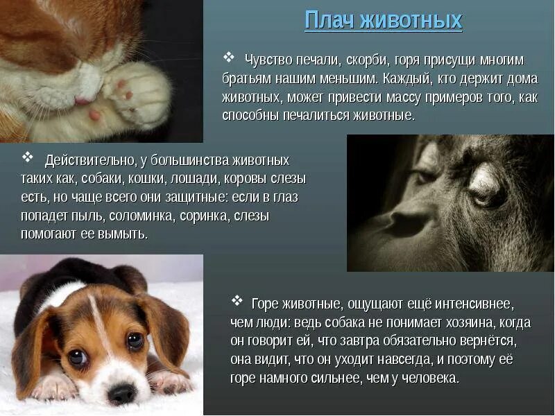 Бездомные животные мы чувствуем. Скажи что чувствуешь. Бездомные собаки. Жить для других. Умные цитаты чехова.