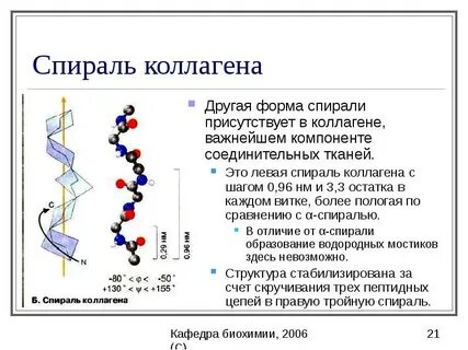 Выберите структуры в которых содержится белок коллаген