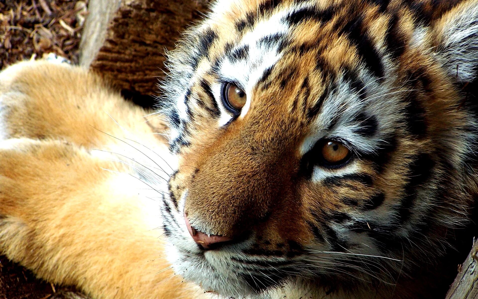 Установить картинку. Тигренок. Тигр с голубыми глазами. Тигр обои. Тигр морда.