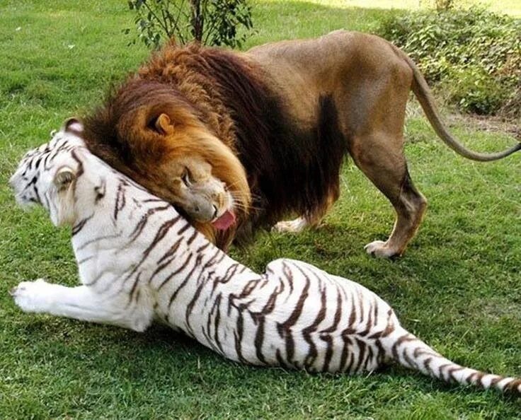 Recolor Gallery Cute animal drawings, Tiger spirit animal, Big cats art