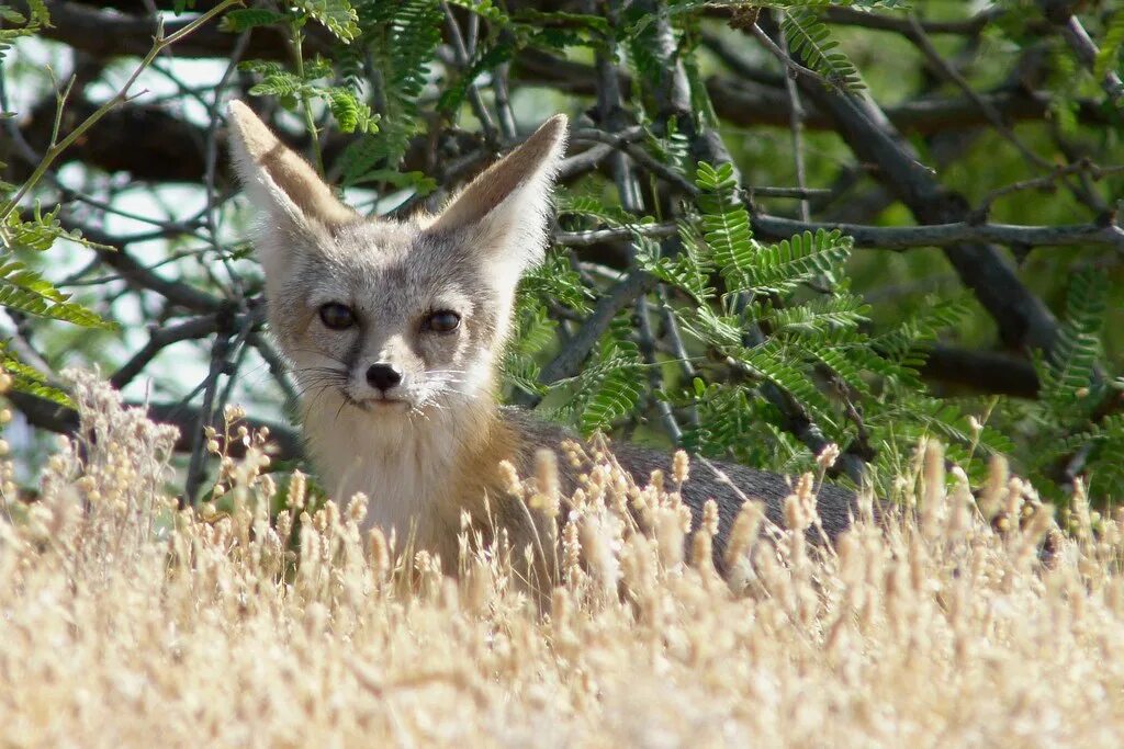 Kit fox. Американская лиса. Kit Fox животное. Американская лисица фото.