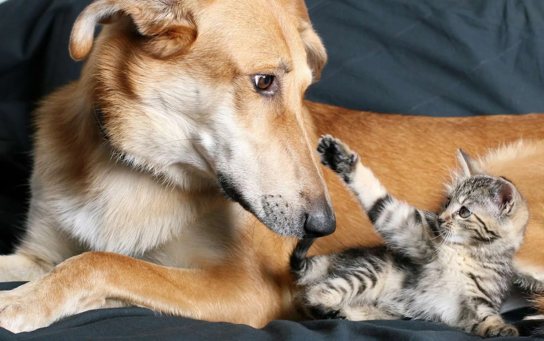 померанский шпиц 6. кисой песиком. кошки и собаки. кошечка. милые котята и щенки.