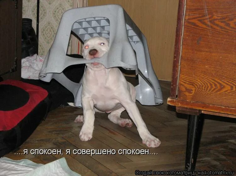 Он был совершенно спокойным. Я спокоен. я спокоен я совершенно спокоен. я спокойна совершенно спокойна. я спокойна фото.