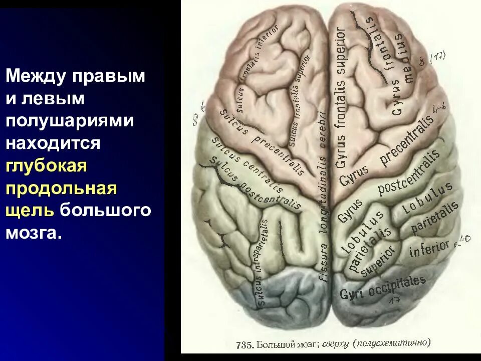 Продольная щель большого мозга анатомия. Поперечная щель большого мозга. Полушария мозга. Большой мозг. Правое полушарие больше левого