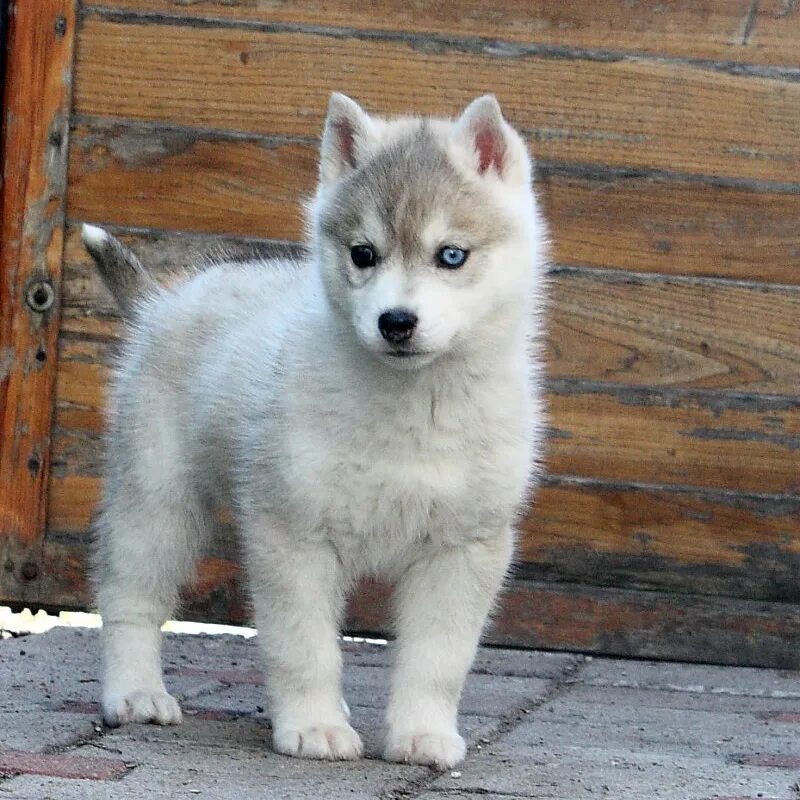 вислоухая лайка. сибирская лайка хаски. маламут аляскинский с голубыми глазами. сибирская лайка хаски. сибирский хаски.