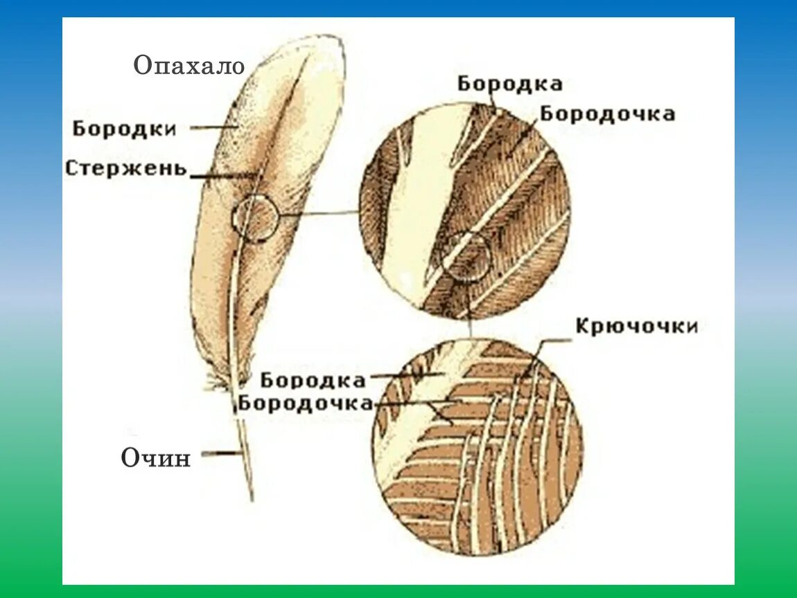 Широкая и мягкая часть пера называется. Строение опахала пера птицы. Строение опахало у птиц. Перо птицы строение бородки. Строение опахала контурного пера.