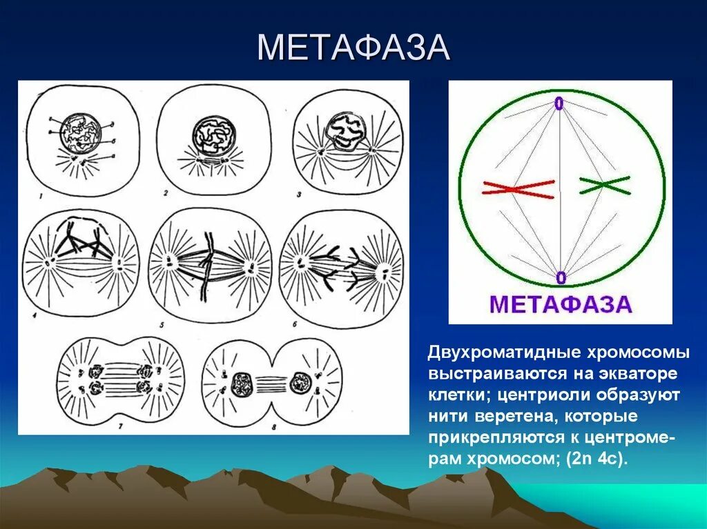 Метафаза это кратко. Метафаза ii хромосомный набор. метафаза 1 мейоза рисунок. метафаза митоза и мейоза. метафаза первого деления дробления.