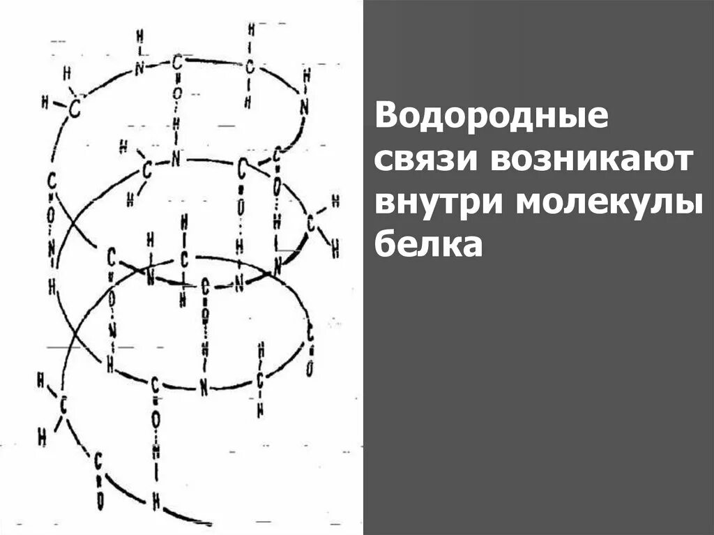 Белково водородные связи. Водородные связи белков. Водородные связи в молекуле белка. Внутримолекулярная водородная связь  внутри молекул белков. Водородная связь в белках.