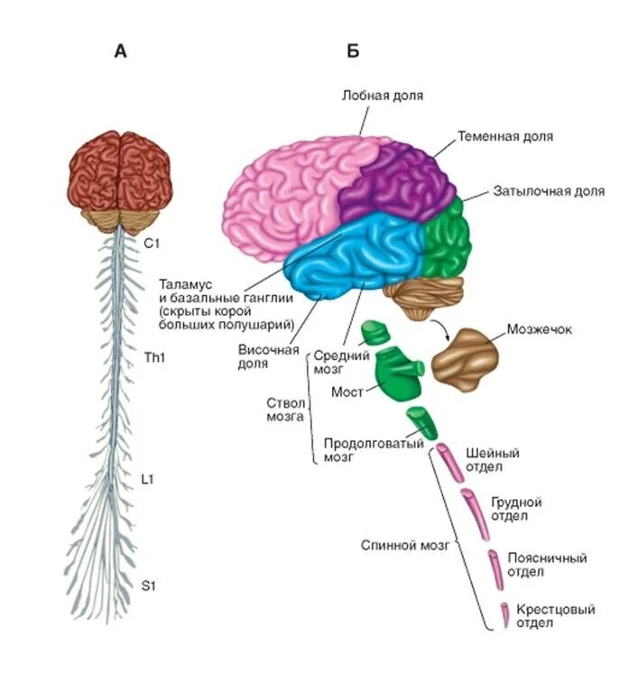 Спинной и головной мозг образуют нервную систему. Схема строения центральной нервной системы. Строение головного мозга схема нервная система. Строение ЦНС человека схема. Основные отделы центральной нервной системы человека схема.