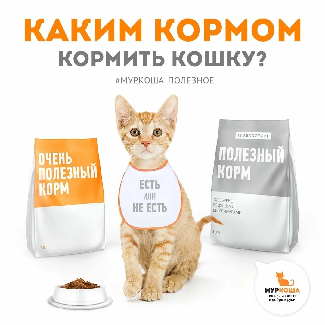 Совет ветеринаров каким кормом кормить кошку