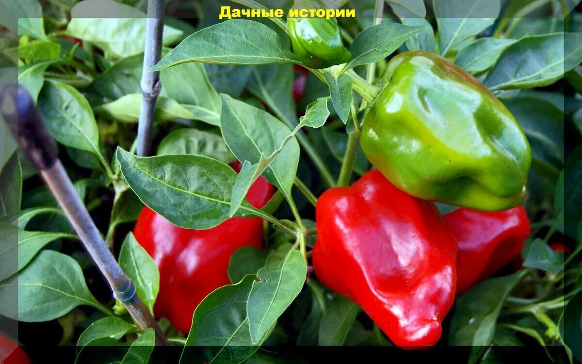 Цесаревич сорт перца